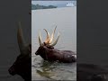 Enjoying the water life at Lake Kivu