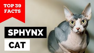 99% of Sphynx Owners Don't Know This
