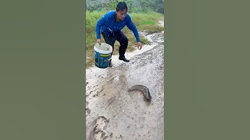 Cá Lớn - bắt Cá Trê Khủng lên bờ theo nước lũ 😱 #khacthuyvlogg