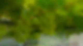 Jupiter seedless Grape by sik/Malaysia Pak Adin..