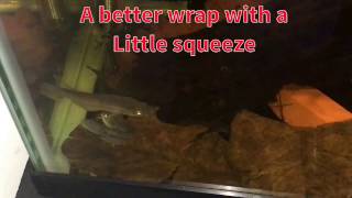 Download Lagu Spawning Wild Betta's