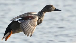 Gadwall