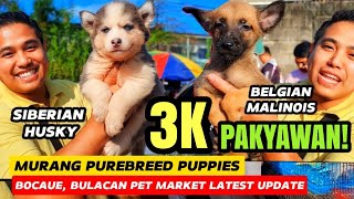 WOW! MURANG PUPPIES SA BOCAUE PET MARKET LATEST UPDATE | 3K BELGIAN MALINOIS | 5K SIBERIAN HUSKY