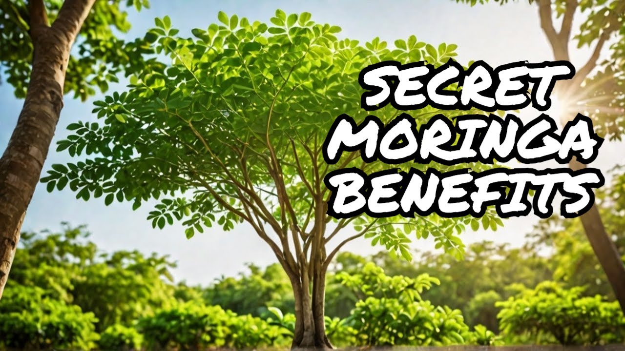 Moringa's Hidden Benefits You Never Knew Existed YouTube Moringa's Hidden Benefits You Never Knew Existed YouTube