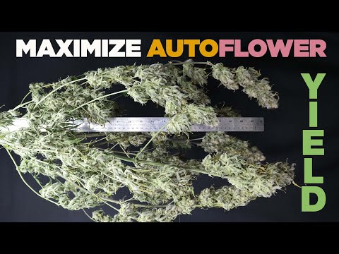 Can You Top Autos