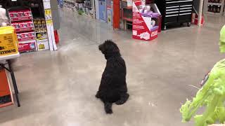 6 Month Old Poodle Service Dog Training