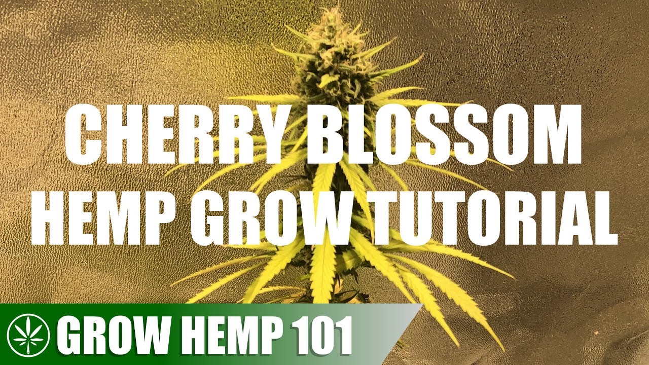 Indoor Cherry Blossom Medicinal Hemp Grow