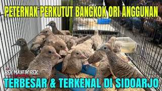 peternak sukses,, Perkutut orii Bangkok!!!!