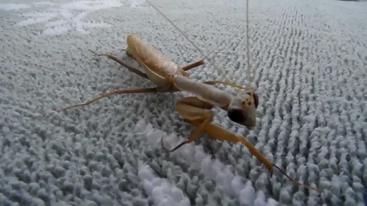 camera iphone 8 plus apk A Praying Mantis