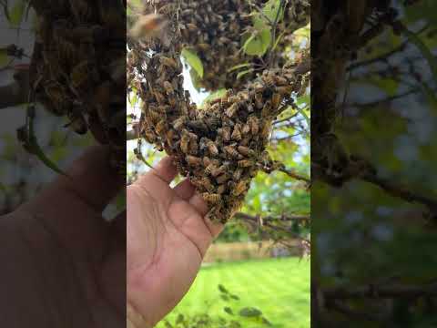 蜜蜂分家 Swarming (3/4) – 分家的蜜蜂像天使