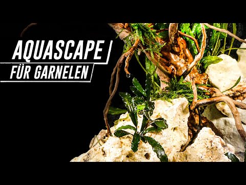 Video: Growning Shrimp Plants: Wie man sich um eine Garnelenpflanze kümmert