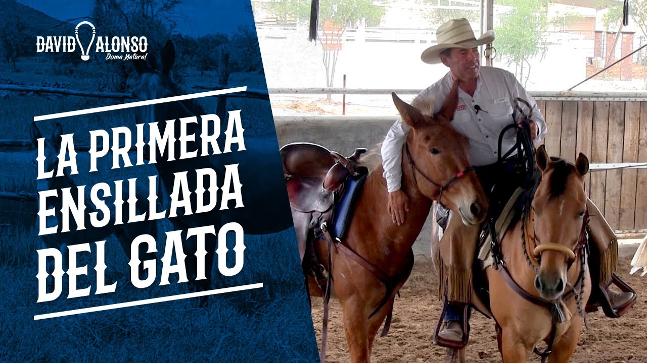 Primera ensillada de "El Gato"