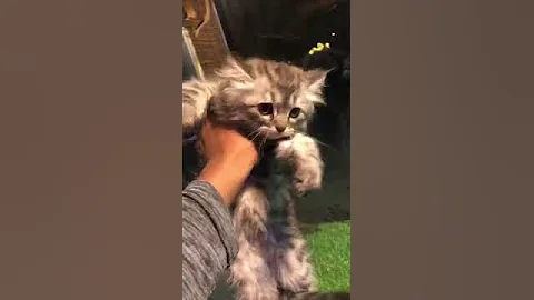 Watch the video about Persian All Kittens ❤️#kittycats Vlog #awwanimals #persiancat #cat