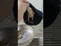 Parece que gostaram da touquinha! #pets #ratos #twisters