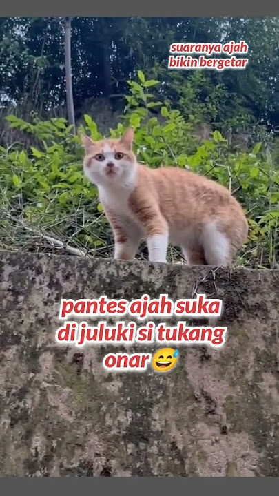 pantes ajah di juluki si biang onar #cat #kucinglucubandung #kucinglucu #nizamkucinglucu #comedy
