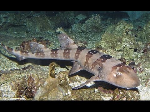 Белопятнистая кошачья акула - Whitespotted bamboo shark