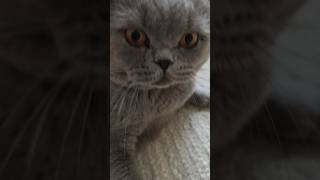 Naughty Cat Causing Chaos Please Subscribe