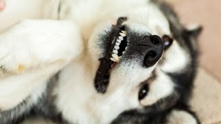 Alaskan Malamutes: Howling Behavior ExplainedDo They Bond With You?