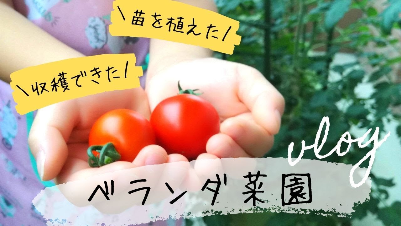 ベランダ菜園 ミニトマト キュウリ バジル 紫蘇 を育ててみた Vlog Youtube