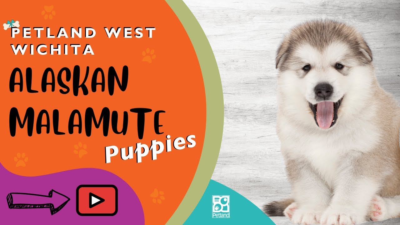 Alaskan Malamute Fun Facts YouTube
