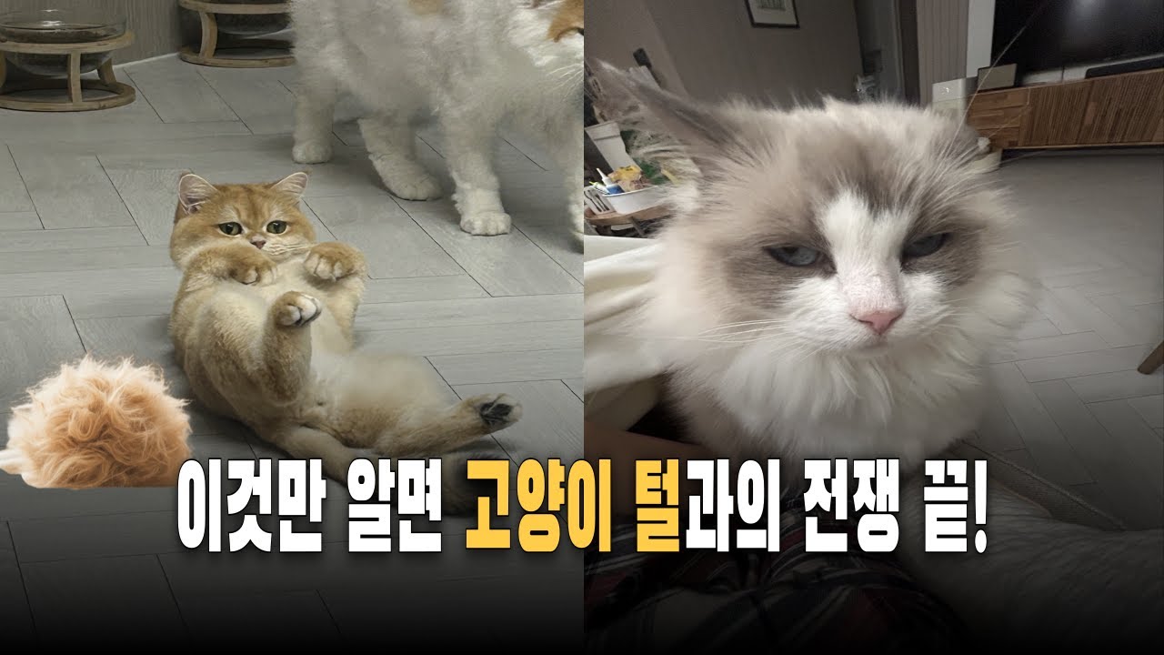 이것만 알면 고양이 털빠짐 싹 없어집니다!