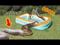 GIANT ANACONDA Sheds Skin--Frightens People in Pool