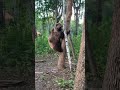 Вот что делает хвощ веселящий 🌿🙃😜Прямая трансляция инстаграм @mansurbear 18.07.19