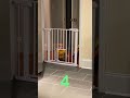 Baby Gate Game