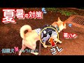 【犬】暑いってママ！気づいて！夏対策に欲しいと思ってたクールベストは効果あるの？！犬のメッセージがこれです【保護犬りゅうのすけ】
