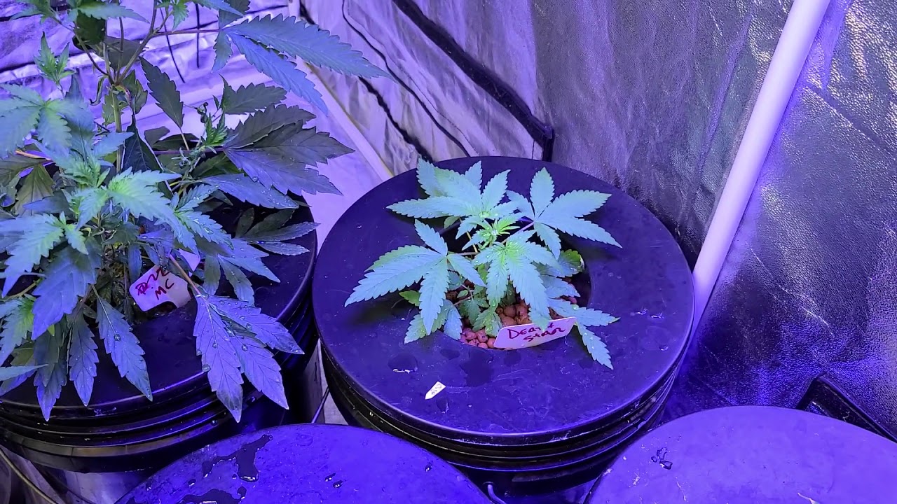 Astral Flower genetics .