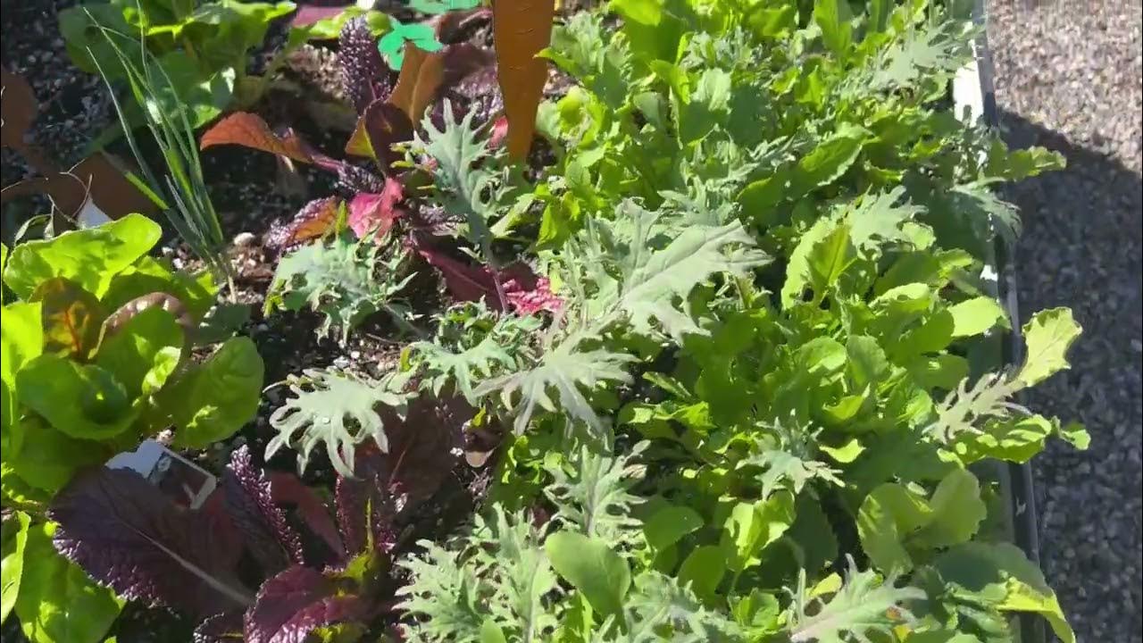 Roger's Garden Eatable Garden April 2023 YouTube
