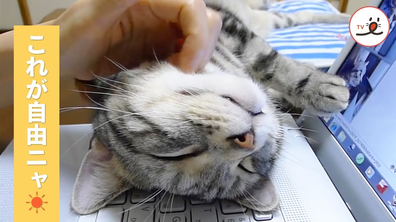 飼い主さんのPCの上にやって来たニャンコ→ のんびりくつろぐ姿が 