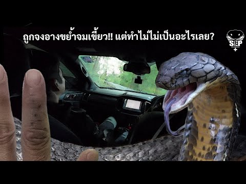 SEP EP.44 He was bitten by a cobra, its fangs sinking deep!! But why is he unharmed?