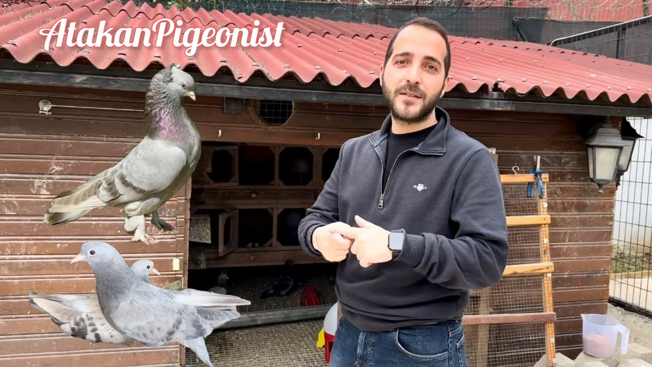 ATAKANIN YENİ UÇUM YERİ & DAMIZLIKLAR YAVRULAR @atakanpigeonist Taklacı Güvercin Oyunkuşu
