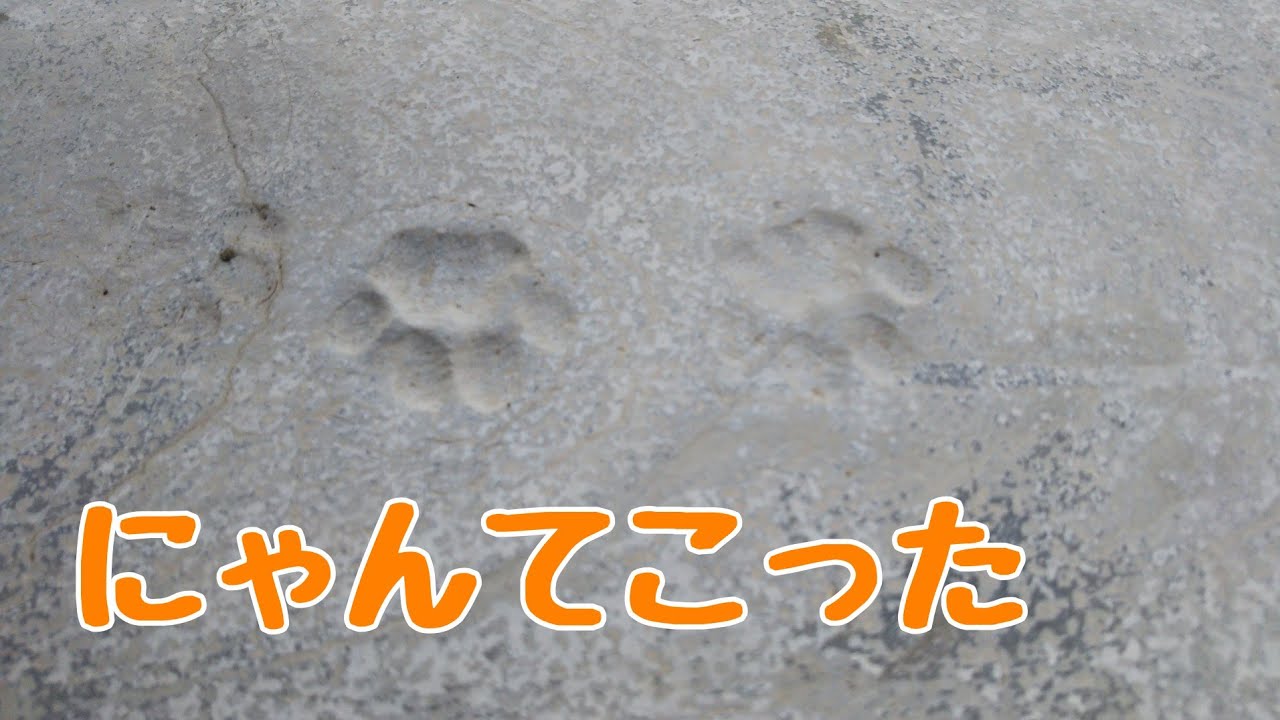 コンクリートに猫の足跡 リアル肉球スタンプ Youtube