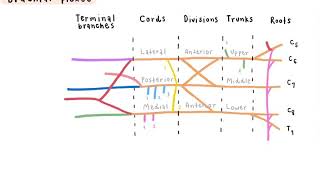 Brachial plexus & nerve of UE