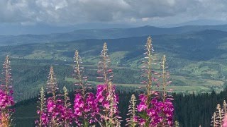 Лайф стрім з гір) Готуємо обід, говоримо про нашу подорож.