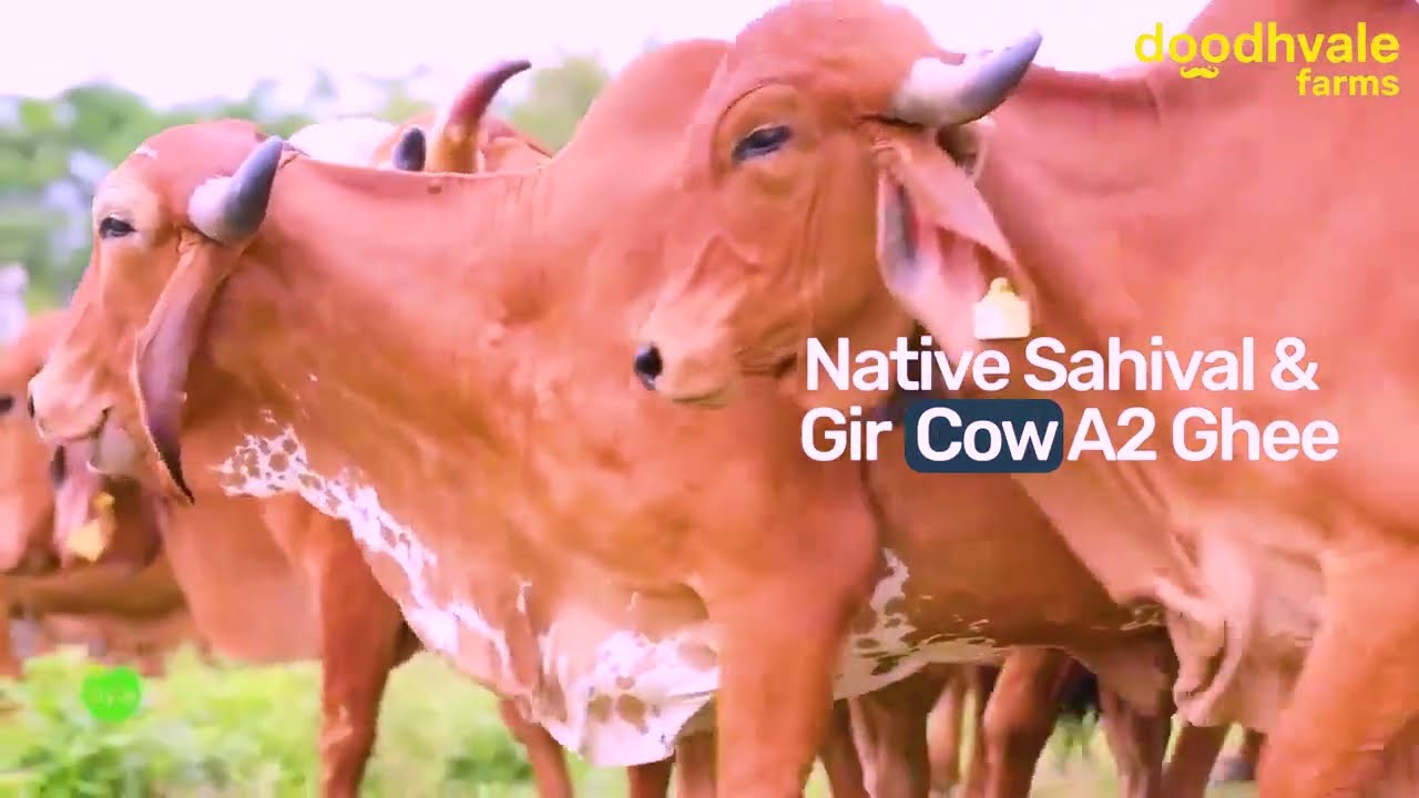 Pure Desi A2 Cow Ghee | Sahival cow Ghee| Bilona Method