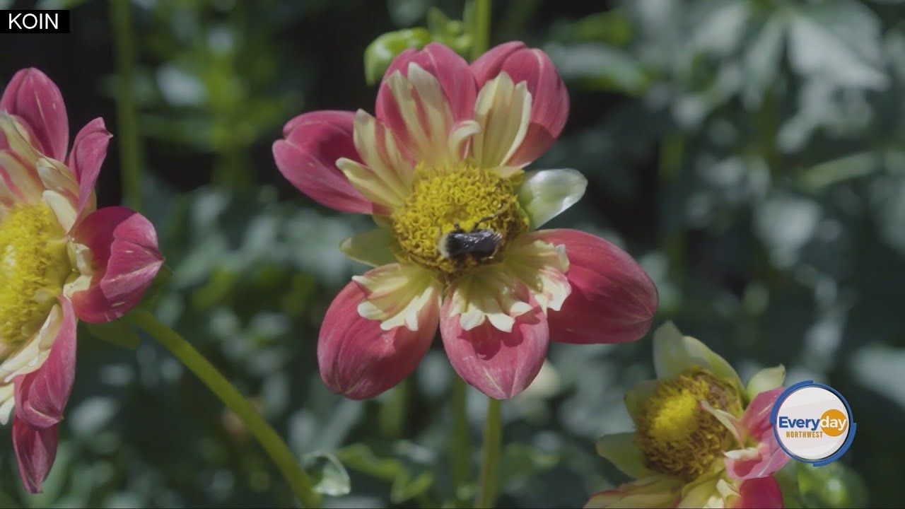 The annual Swan Island Dahlia Festival is back!