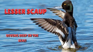 Exploring North America's Incredible Diving Scaup Ducks