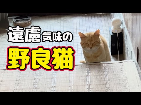 猫C 値下げしました！ 楽天市場】【再入荷しました!!】 BOXIECAT ボクシーキャット