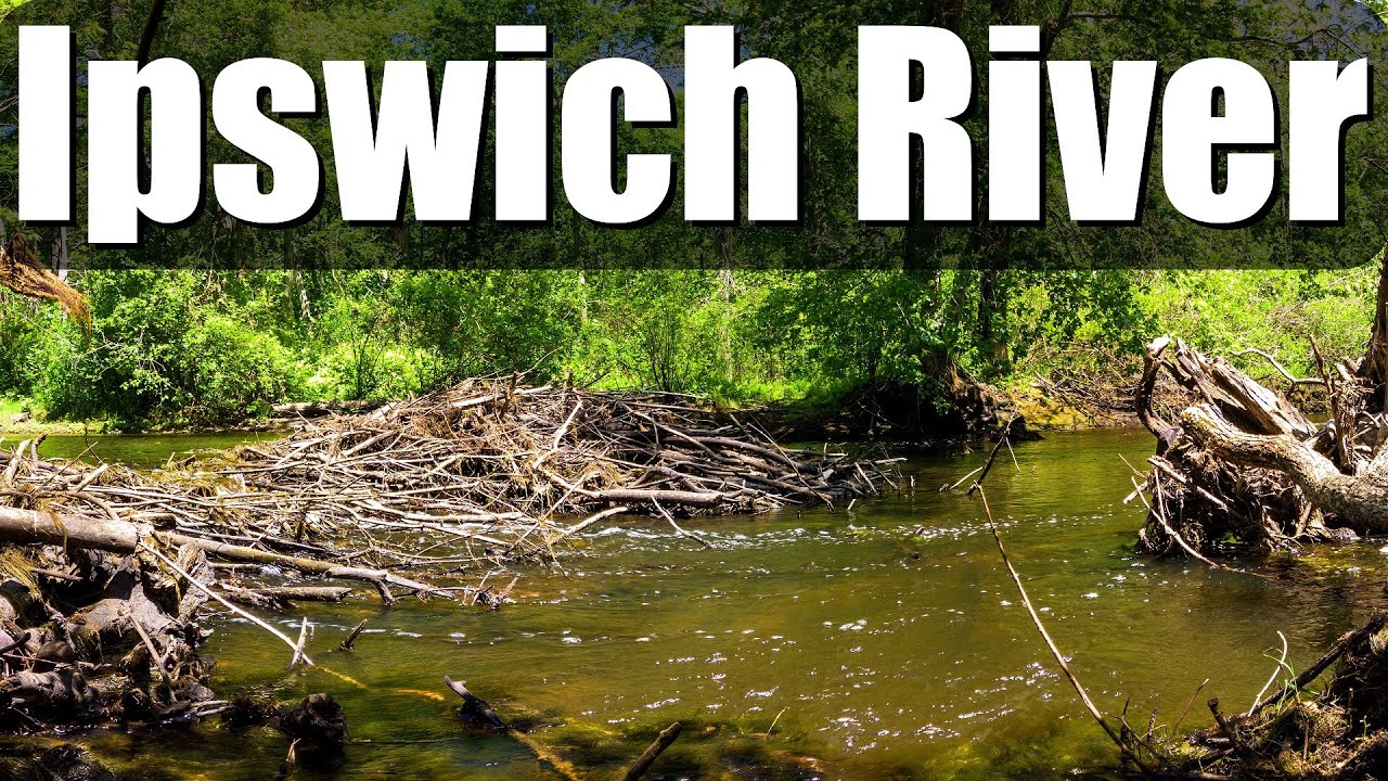Adventurous Paddle on the Ipswich River around Beaver Dams!