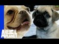 French Bulldogs | Dogs 101 の動画、YouTube動画。