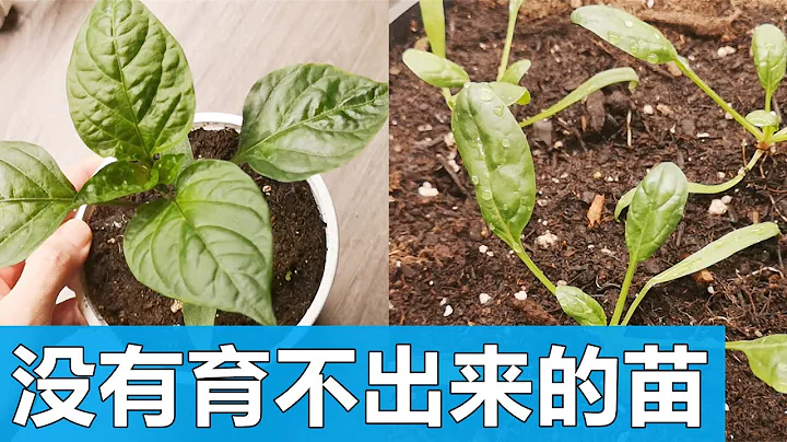 苗圃不想告诉你的秘密, 用此法🌱育壮苗 The secret the nursery doesn't want to tell you - 天天要闻