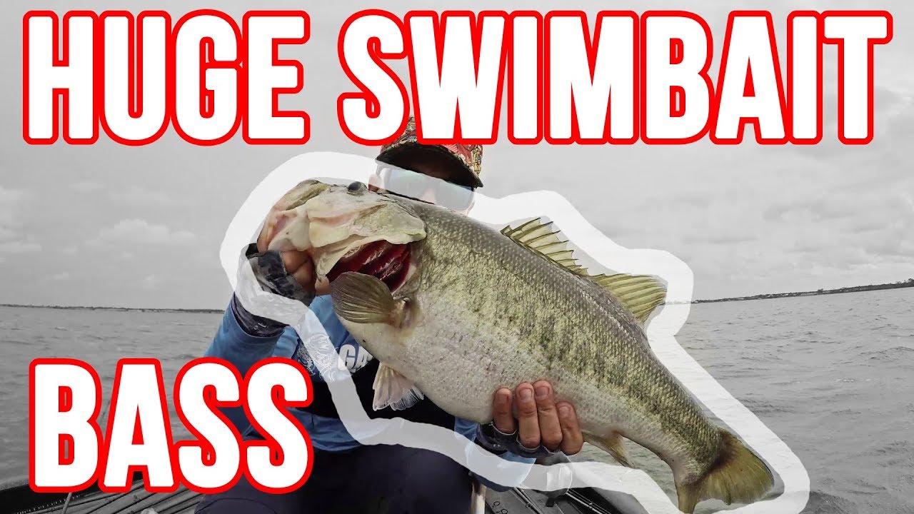 3 Fish Over 9lbs in a Row, INSANE Swimbait Bass