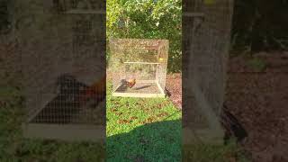 Visiting Black Water Game Farm 2021