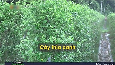 Nâng cao kinh tế nhờ mô hình trồng cây dược liệu