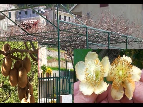 Video: Uvjeti uzgoja papaje - gdje i kako uzgajati stablo papaje