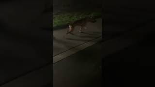 The American Pitbull Terrier Outworld Kennels Chkodiak Rom Honey Rom Male