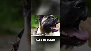 American Akita vs Japanese Akita  What's The Difference?